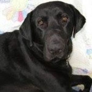 Meet your Posher, Thomas